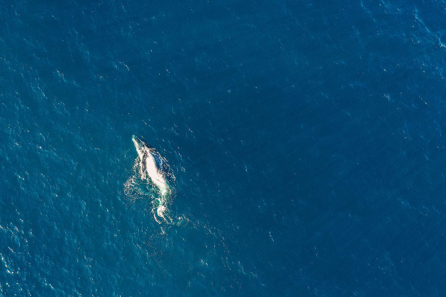 WhalesWatchingCrowdyHead